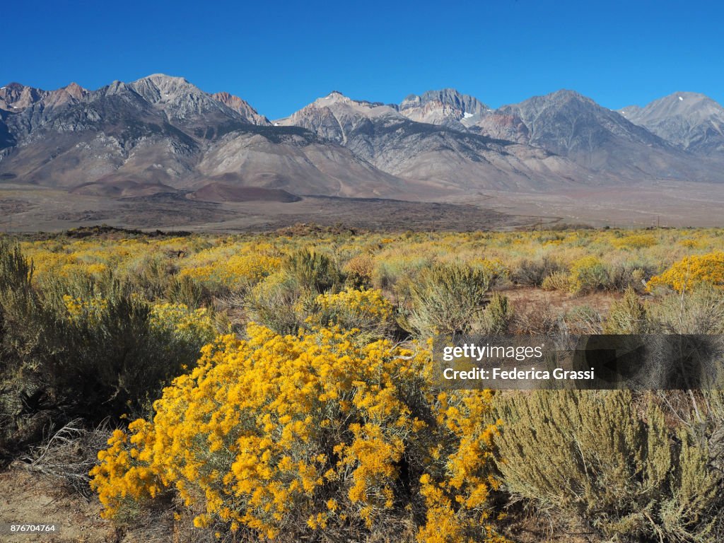Yellow Chamisa Flowers And Black Volcanic Rock