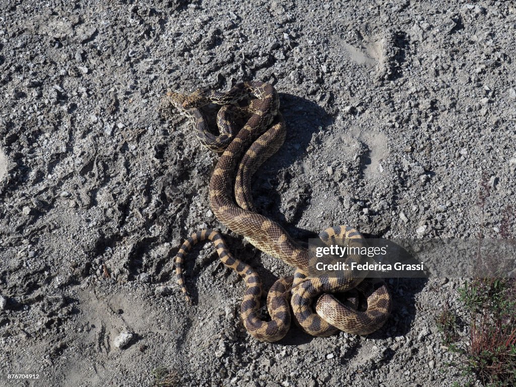 Bullsnakes Mating, Yellowstone National Park