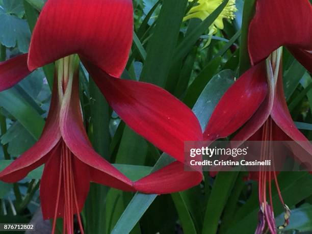 Aztec Flowers Photos and Premium High Res Pictures - Getty Images