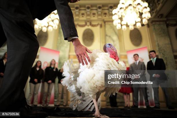 Drumstick and Wishbone, the National Thanksgiving Turkey and its alternate 'wingman,' are introduced during an event hosted by The National Turkey...
