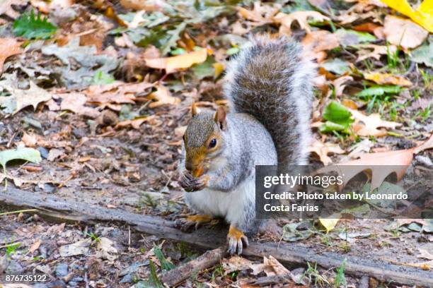 squirrel at central park - leonardo costa farias bildbanksfoton och bilder