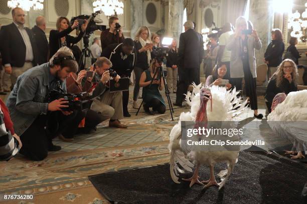 Drumstick and Wishbone, the National Thanksgiving Turkey and its alternate 'wingman,' are introduced during an event hosted by The National Turkey...