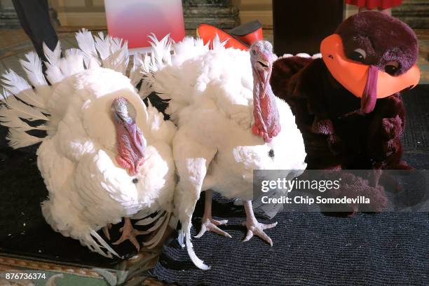 Drumstick and Wishbone, the National Thanksgiving Turkey and its alternate 'wingman,' pose for photographs with the Hokie bird mascot from Virginia...