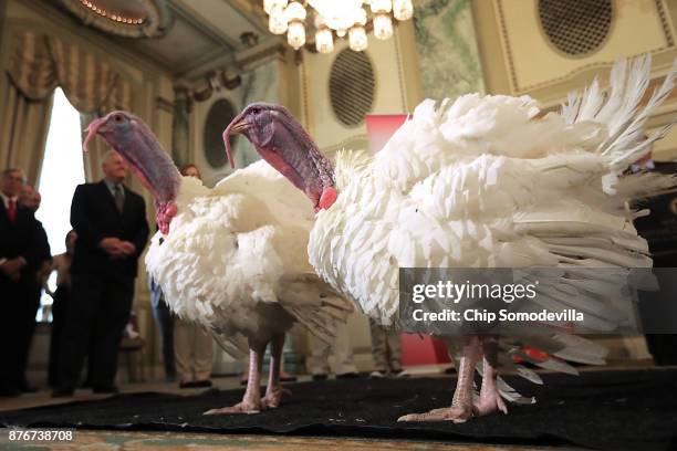 Drumstick and Wishbone, the National Thanksgiving Turkey and its alternate 'wingman,' are introduced during an event hosted by The National Turkey...