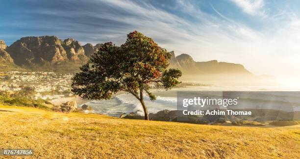 camps bay, cape town, south africa - camps bay imagens e fotografias de stock