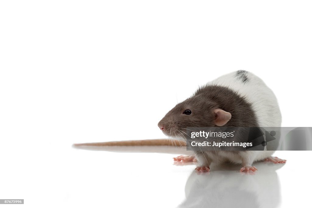 Portrait of laboratory rat on white