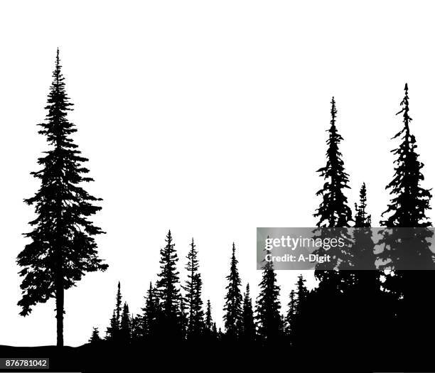 solitary pine - alpine stock illustrations