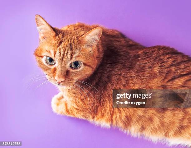 adult ginger cat lying down facing the camera on a violet background - purebred cat stock pictures, royalty-free photos & images