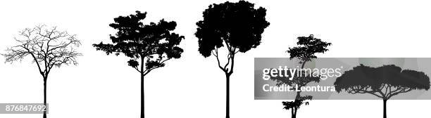 tree silhouettes - big tree stock illustrations