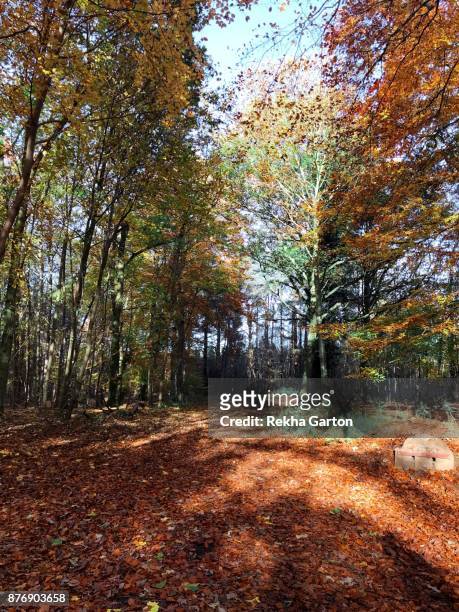 autumn forest - rekha garton stock pictures, royalty-free photos & images