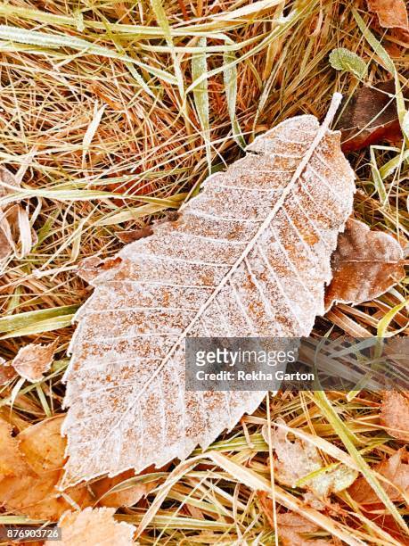 a frosty autumn leaf - rekha garton stock pictures, royalty-free photos & images