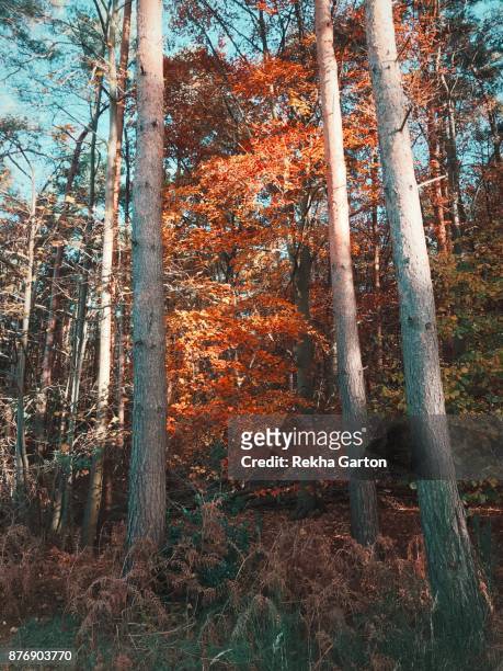 beautiful autumn tree - rekha garton stock pictures, royalty-free photos & images