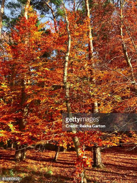 beautiful autumn tree - rekha garton stock pictures, royalty-free photos & images