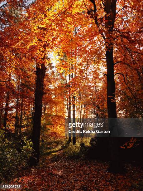 beautiful autumn forest - rekha garton stock pictures, royalty-free photos & images