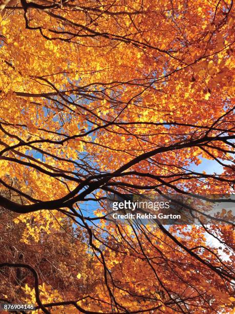 beautiful autumn forest - rekha garton stock-fotos und bilder
