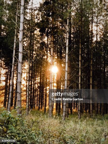 beautiful autumnal forest - rekha garton stock pictures, royalty-free photos & images