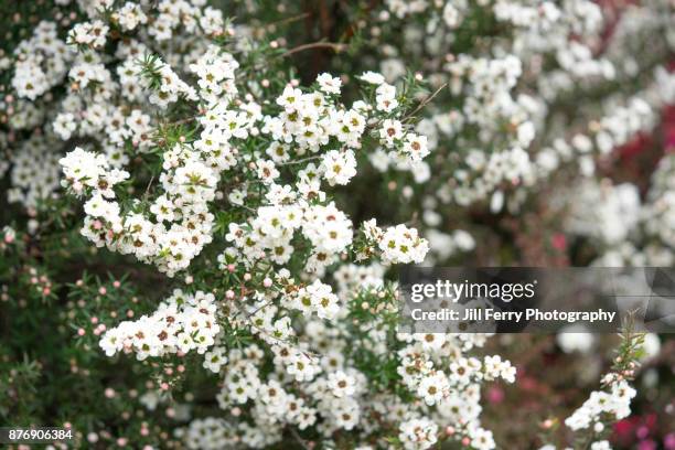 manuka - tea tree stock pictures, royalty-free photos & images