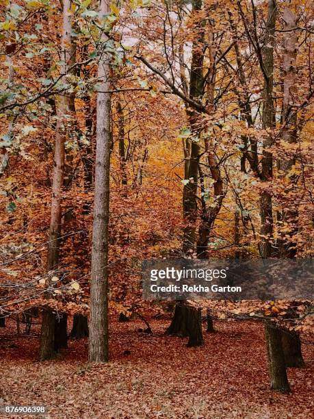 beautiful autumnal forest - rekha garton stock-fotos und bilder