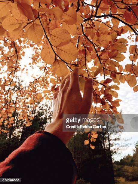 beautiful autumnal forest - rekha garton stock pictures, royalty-free photos & images