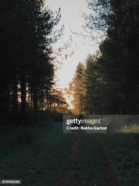 beautiful autumnal forest - rekha garton stock pictures, royalty-free photos & images