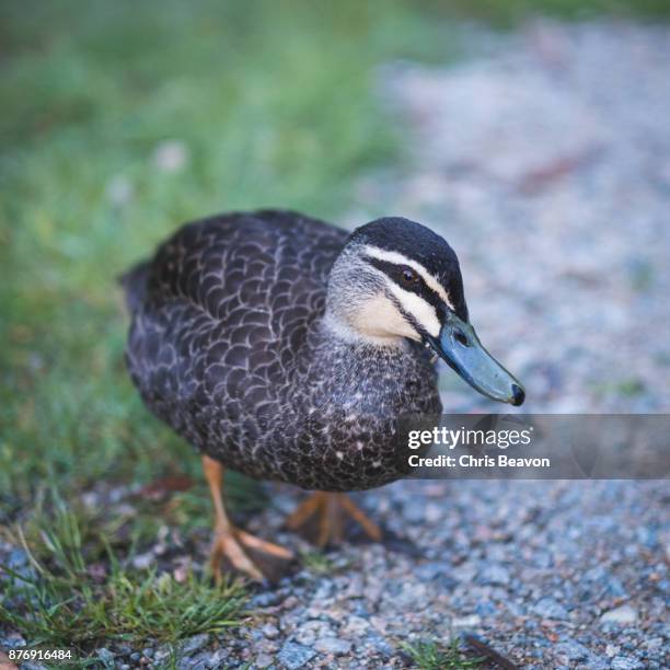 duck - parpar fotografías e imágenes de stock