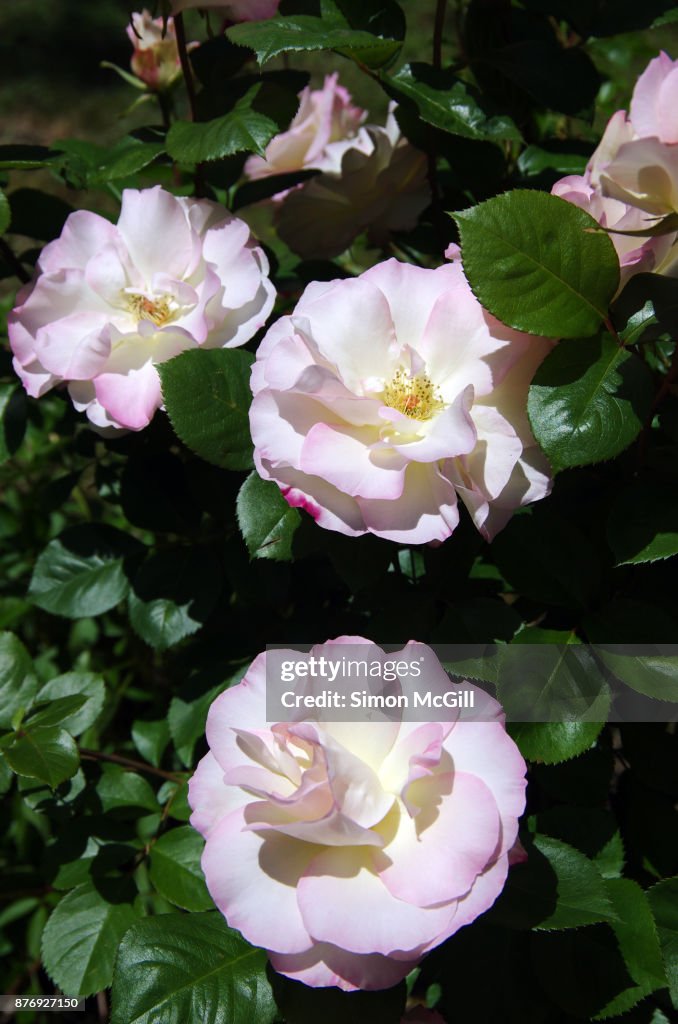 Embed Roses Bush Roses Bloom On Bushes In A Backyard Garden High-Res Stock Photo - Getty ...