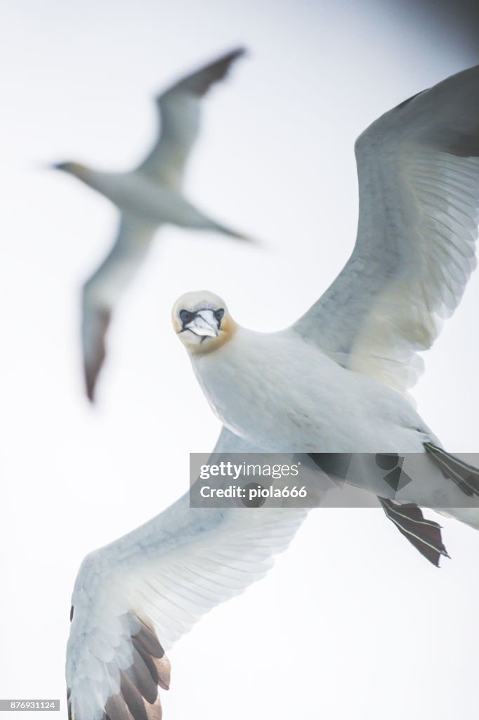 Northern gannet bird out at sea