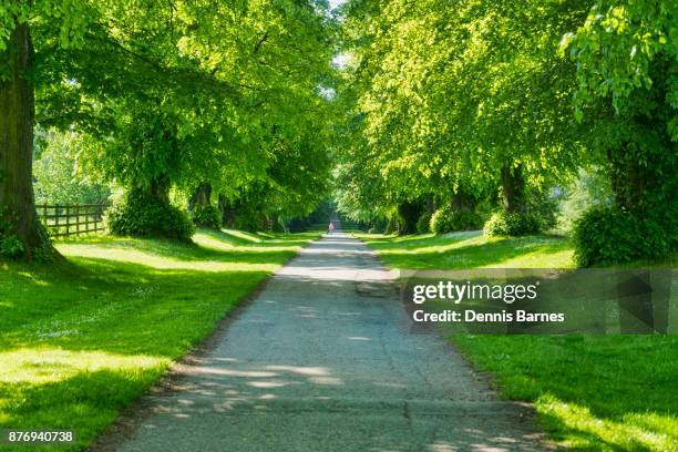 summer in cirencester parkm glouestershire, england uk - cirencester stock pictures, royalty-free photos & images