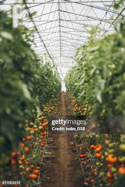 interior of big greenhouse garden - greenhouse tomatoes stock pictures, royalty-free photos & images