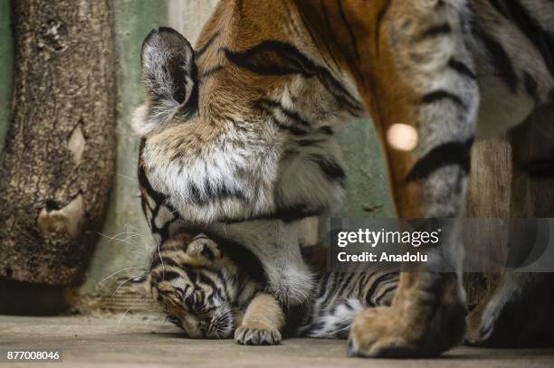 Year-old Malayan tiger Banya is seen with one of her twin cubs at their enclosure at Prague Zoo, Prague, Czech Republic on the November 21, 2017. On...