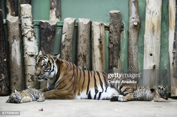 Year-old Malayan tiger Banya is seen with her twin cubs at their enclosure at Prague Zoo, Prague, Czech Republic on the November 21, 2017. On October...