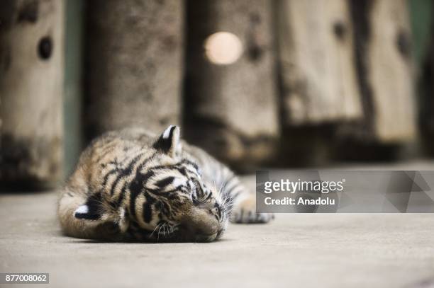One of the twin Malayan tiger cubs is seen at their enclosure at Prague Zoo, Prague, Czech Republic on the November 21, 2017. On October 03, 2017...