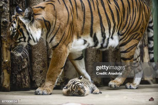 Year-old Malayan tiger Banya is seen with one of her twin cubs at their enclosure at Prague Zoo, Prague, Czech Republic on the November 21, 2017. On...