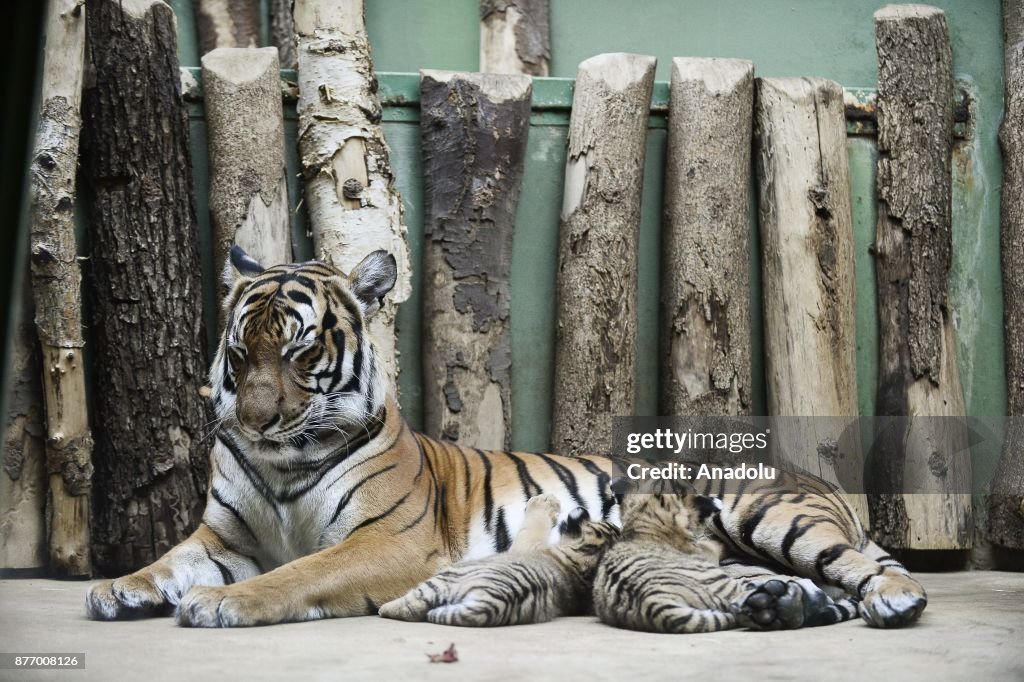  New born twin Malayan tigers at Prague Zoo