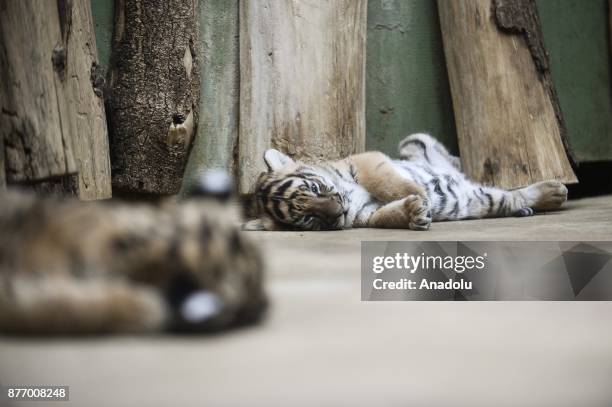 Twin Malayan tiger cubs are seen at their enclosure at Prague Zoo, Prague, Czech Republic on the November 21, 2017. On October 03, 2017 twins Malayan...