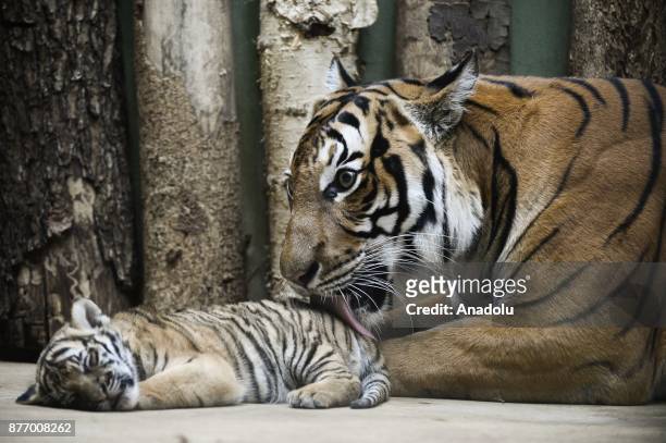 Year-old Malayan tiger Banya is seen with one of her twin cubs at their enclosure at Prague Zoo, Prague, Czech Republic on the November 21, 2017. On...