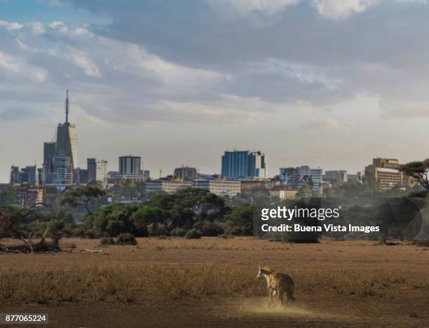 hyena in the savannah with modern buildings in the background. - hyena 個照片及圖片檔