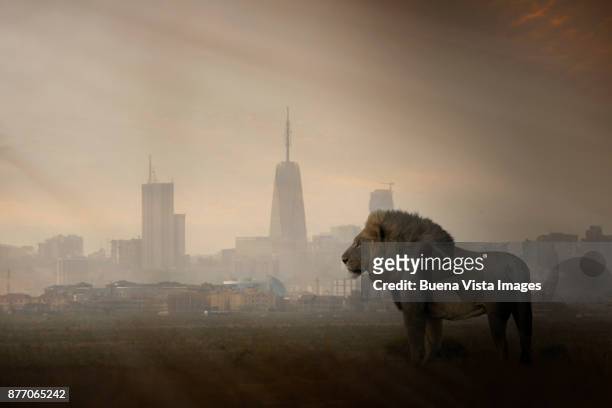 a lion with modern city skyline in the background - nairobi foto e immagini stock
