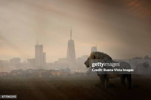 a lion with modern city skyline in the background - urban wildlife stock pictures, royalty-free photos & images