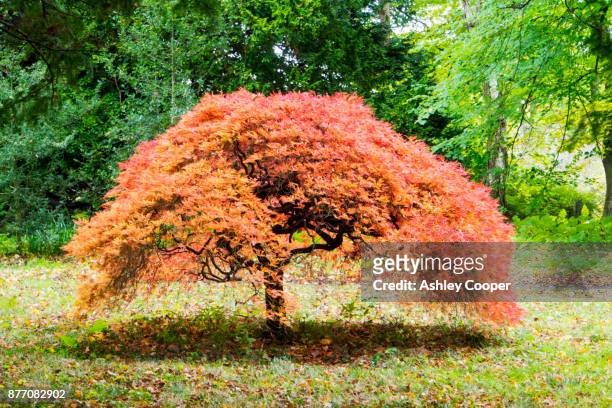 an acer in howick hall gardens, northumberland, uk. - japanese maple stock pictures, royalty-free photos & images