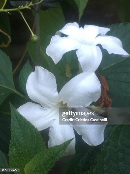 mandevilla laxa or chilean jasmine - mandevilla stock pictures, royalty-free photos & images