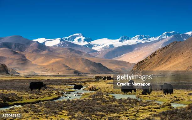 landscape in tibet, china. - tibet stock pictures, royalty-free photos & images