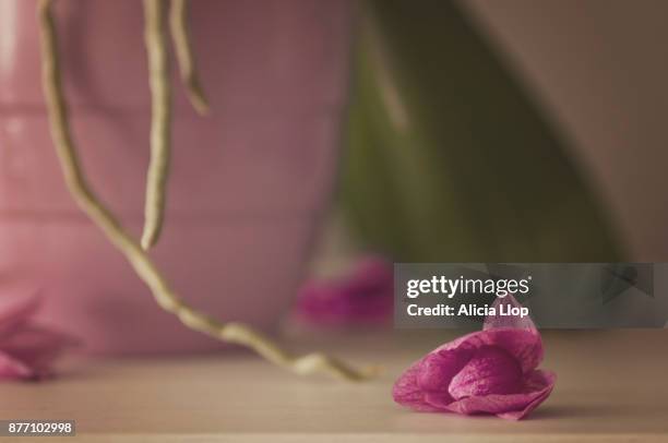 faded orchid - wilted plant stock pictures, royalty-free photos & images