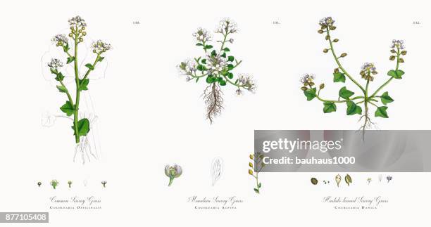 common scurvy grass, cochlearia officinalis, victorian botanical illustration, 1863 - pulmonaria officinalis stock illustrations