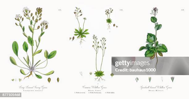 long-leaved scurvy grass, cochlearia anglica, victorian botanical illustration, 1863 - scurvy stock illustrations