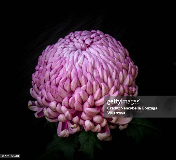 chrysanthemum - nancybelle villarroya ストックフォトと画像