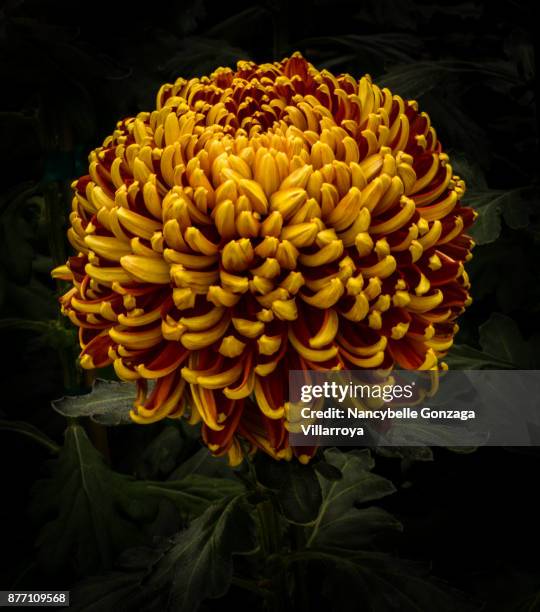 chrysanthemum - nancybelle villarroya - fotografias e filmes do acervo