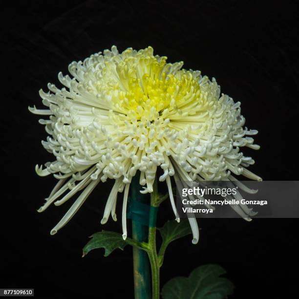 chrysanthemum - nancybelle villarroya ストックフォトと画像
