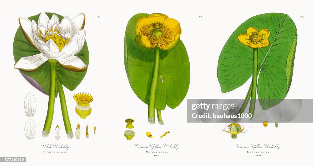 White Waterlily, Nymphaea alba, Victorian Botanical Illustration, 1863