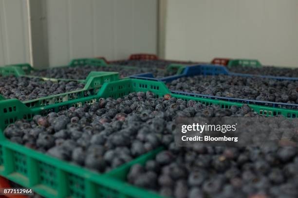 Crates of blueberries sit at the Berries del Plata facility in Zarate, Buenos Aires, Argentina, on Thursday, Nov. 9, 2017. Agroindustry Ministry is...